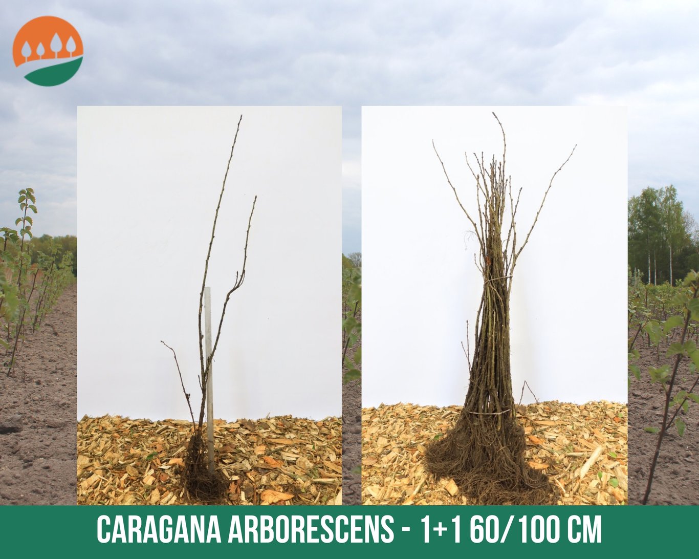 Caragana arborescens - 60-100 CM bare root 1/1